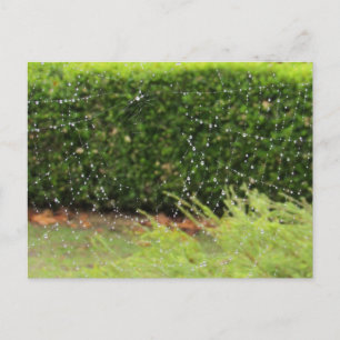 Briefkaart - Web van de Natuur