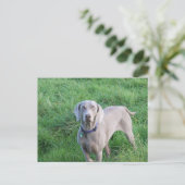 Briefkaart Weimaraner Lovers (Staand voorkant)