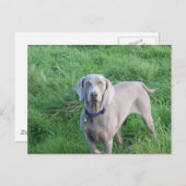 Briefkaart Weimaraner Lovers (Voorkant / Achterkant)