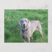Briefkaart Weimaraner Lovers (Voorkant)