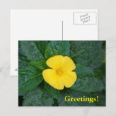 Briefkaart - West Indian Holly (Voorkant / Achterkant)