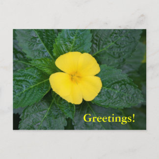 Briefkaart - West Indian Holly