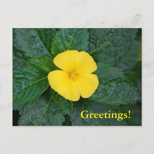 Briefkaart - West Indian Holly (Voorkant)