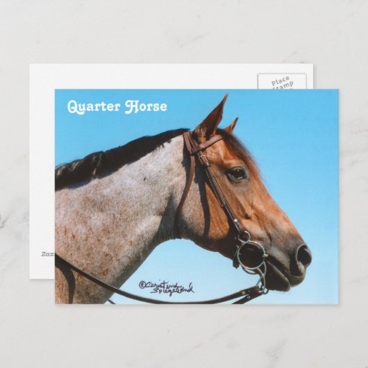 Briefkaart western kwartpaard (Voorkant / Achterkant)