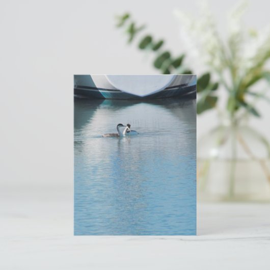 Briefkaart - Westerne Grebe in Harbour (vrt) (Staand voorkant)