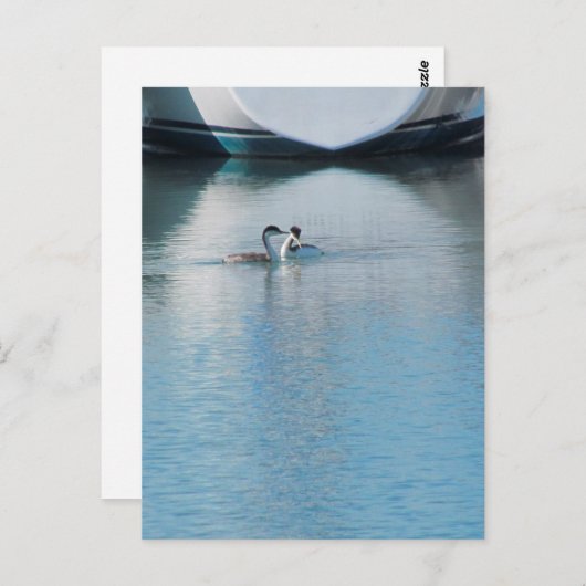 Briefkaart - Westerne Grebe in Harbour (vrt) (Voorkant / Achterkant)