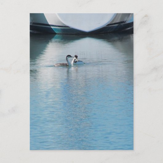 Briefkaart - Westerne Grebe in Harbour (vrt) (Voorkant)