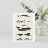 BRIEFKAART  WHALES CHART (Staand voorkant)