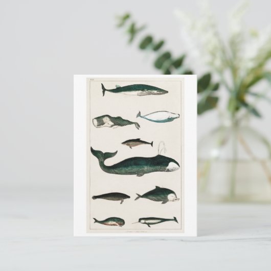 BRIEFKAART  WHALES CHART (Staand voorkant)