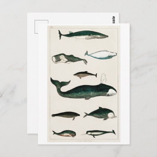 BRIEFKAART  WHALES CHART (Voorkant / Achterkant)
