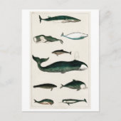 BRIEFKAART  WHALES CHART (Voorkant)