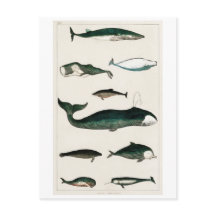 BRIEFKAART  WHALES CHART