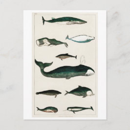 BRIEFKAART  WHALES CHART