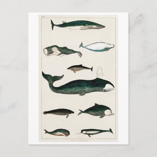 BRIEFKAART  WHALES CHART (Voorkant)