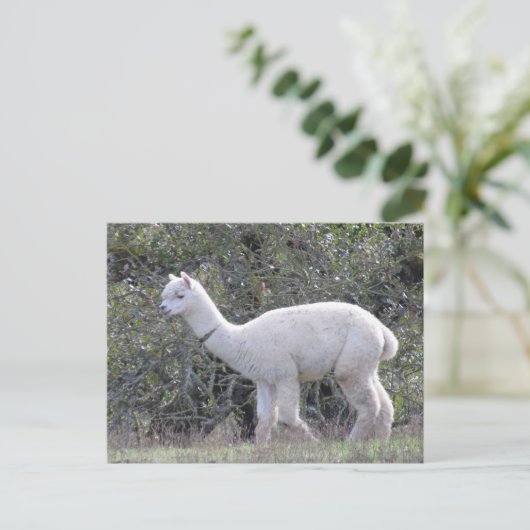 Briefkaart - White Alpaca (Staand voorkant)