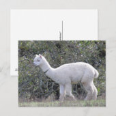 Briefkaart - White Alpaca (Voorkant / Achterkant)