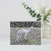 Briefkaart - White Alpaca in Sunlight (Staand voorkant)