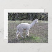 Briefkaart - White Alpaca in Sunlight (Voorkant / Achterkant)