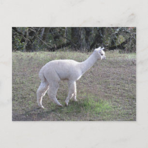 Briefkaart - White Alpaca in Sunlight
