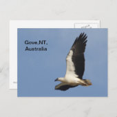 Briefkaart White Bellied Zee Eagle (Voorkant / Achterkant)