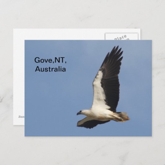 Briefkaart White Bellied Zee Eagle (Voorkant / Achterkant)