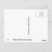 Briefkaart White Bellied Zee Eagle (Achterkant)