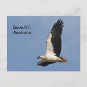 Briefkaart White Bellied Zee Eagle (Voorkant)