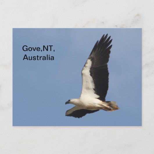 Briefkaart White Bellied Zee Eagle (Voorkant)