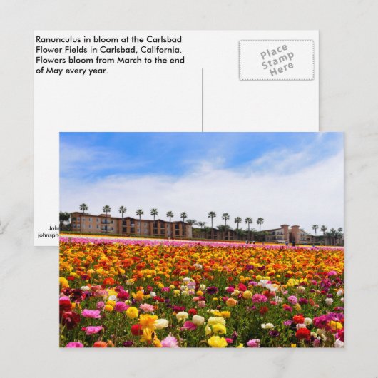 Briefkaart Wildbloemen in Carlsbad (Voorkant / Achterkant)