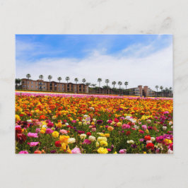 Briefkaart Wildbloemen in Carlsbad