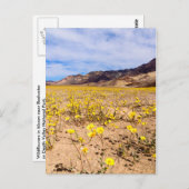 Briefkaart Wildbloemen in Death Valley NP-V (Voorkant / Achterkant)