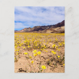 Briefkaart Wildbloemen in Death Valley NP-V