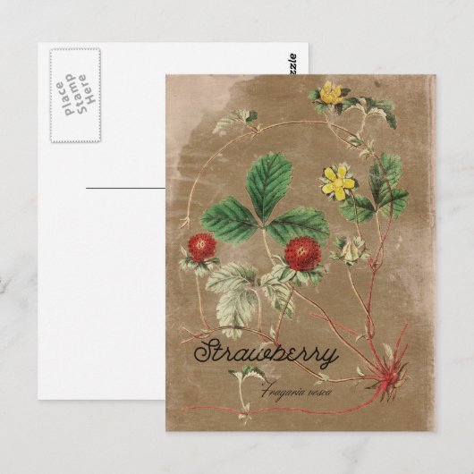  Briefkaart Wilde aardbei (Voorkant / Achterkant)