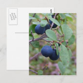 Briefkaart Wilde bessen, pas aan (Voorkant / Achterkant)