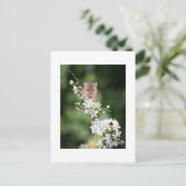 Briefkaart - Wilde muis die de Cherry Blossom leuk (Staand voorkant)
