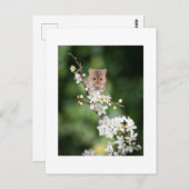 Briefkaart - Wilde muis die de Cherry Blossom leuk (Voorkant / Achterkant)