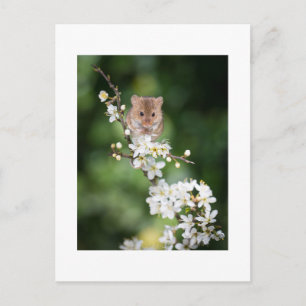 Briefkaart - Wilde muis die de Cherry Blossom leuk