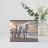 Briefkaart wilde paarden