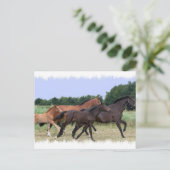 Briefkaart wilde paarden (Staand voorkant)