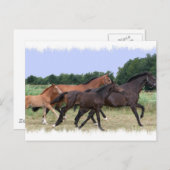 Briefkaart wilde paarden (Voorkant / Achterkant)
