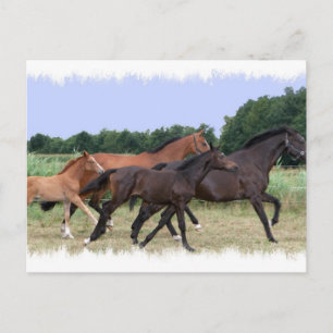 Briefkaart wilde paarden