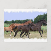 Briefkaart wilde paarden (Voorkant)
