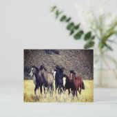 Briefkaart wilde paarden (Staand voorkant)