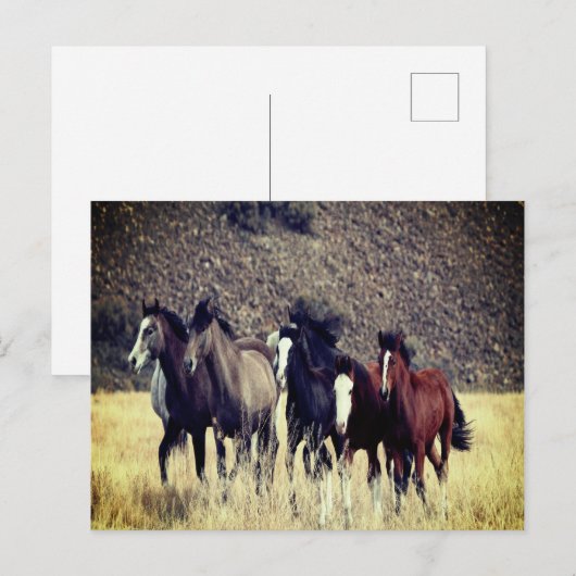 Briefkaart wilde paarden (Voorkant / Achterkant)