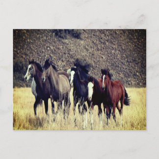 Briefkaart wilde paarden