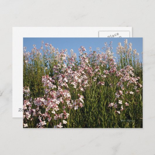 briefkaart "Wilde Phlox" (Voorkant / Achterkant)
