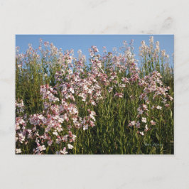 briefkaart "Wilde Phlox"