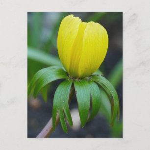 Briefkaart Winter-Aconite