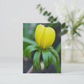 Briefkaart Winter-Aconite (Staand voorkant)