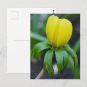 Briefkaart Winter-Aconite (Voorkant / Achterkant)